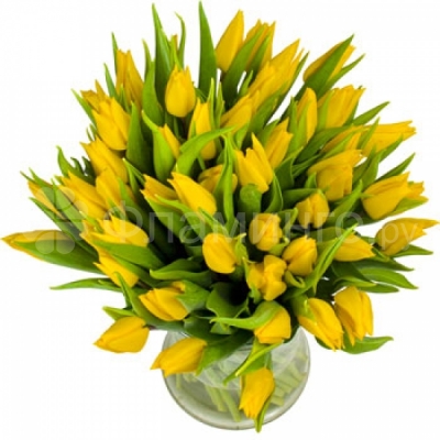 Желтые тюльпаны Желтые тюльпаны – прекрасные символы весны! Подарите любимой букет из красных тюльпанов – свежую и яркую цветочную композицию, которая станет отличным подарком к 8 марта. Наше специальное предложение к Международному женскому дню непременно придется по вкусу каждой представительнице прекрасного пола. Желтые тюльпаны.